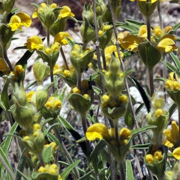 Phlomis lychnitis Kvet