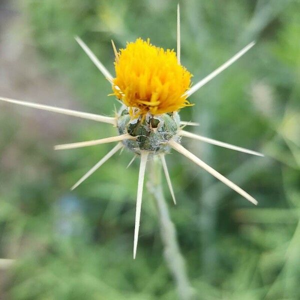 Centaurea solstitialis Цвят