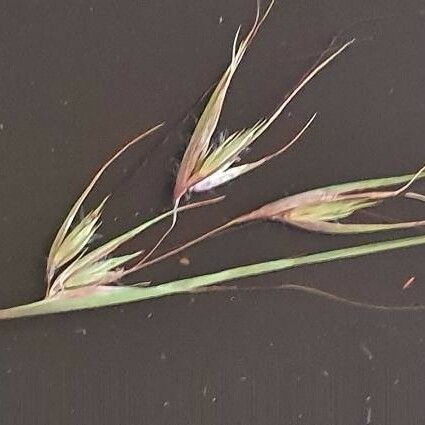 Themeda triandra Flors