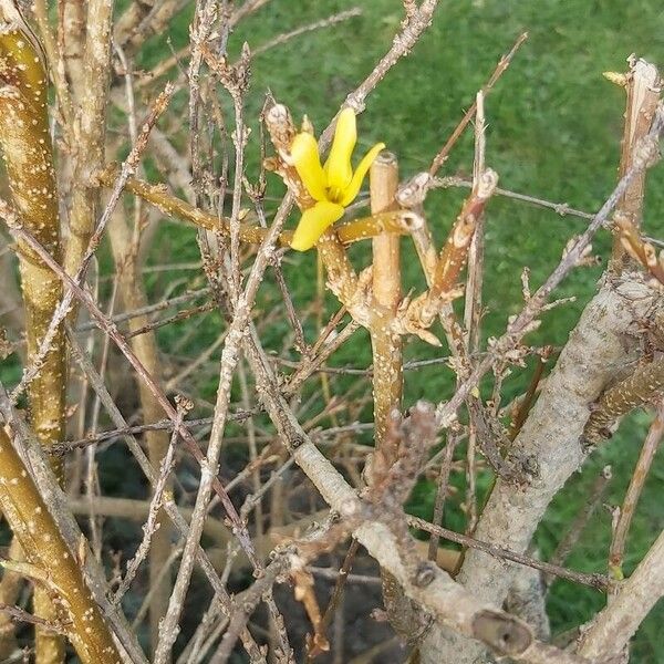 Forsythia viridissima Blüte