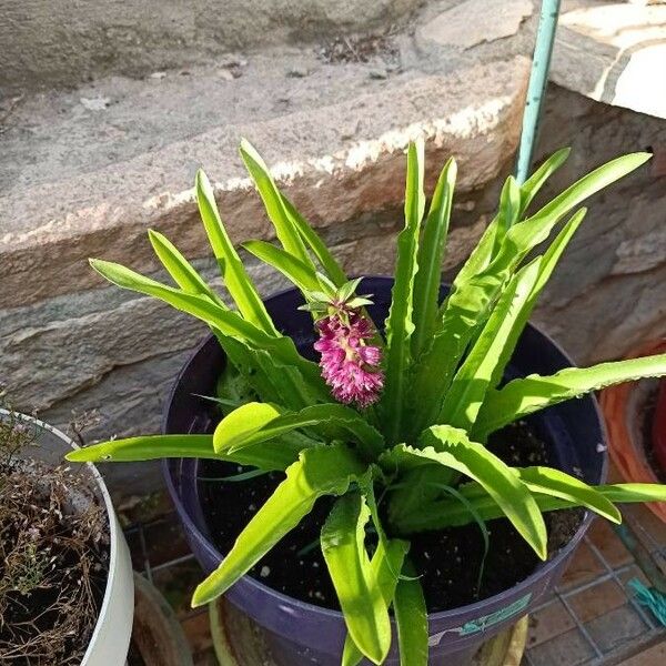 Eucomis autumnalis 花