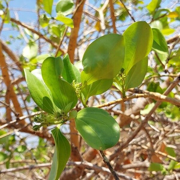 Strychnos spinosa Other