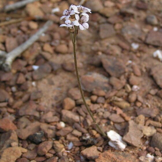 Jepsonia malvifolia Агульны выгляд