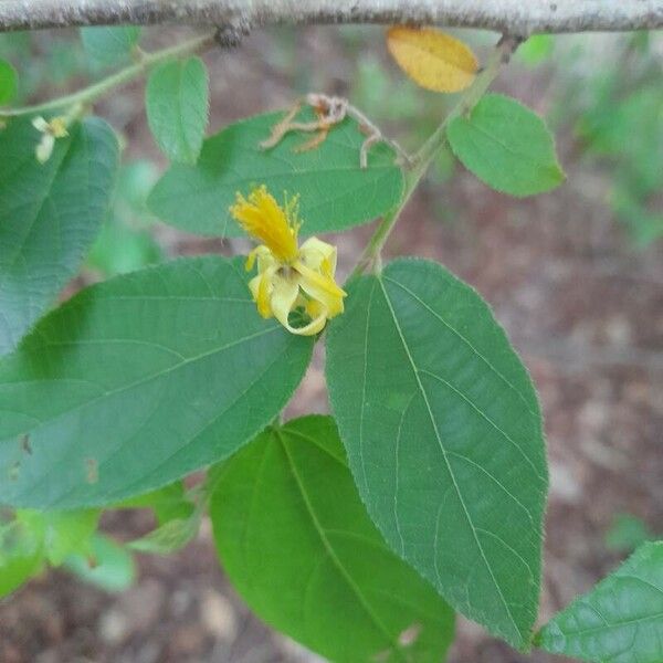 Grewia flavescens Blomma