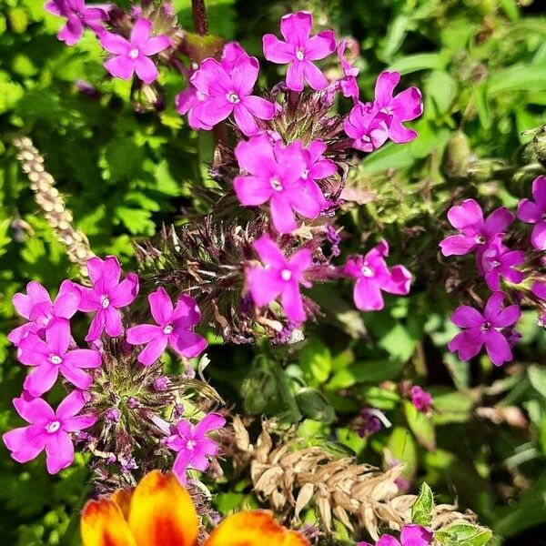 Glandularia canadensis Flower