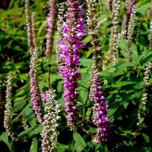 Lythrum salicaria 花