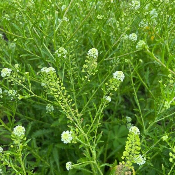 Lepidium virginicum Blüte