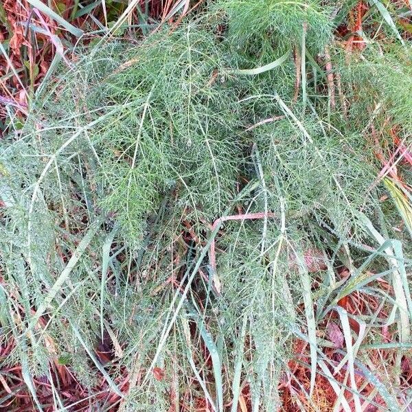 Foeniculum vulgare Lapas