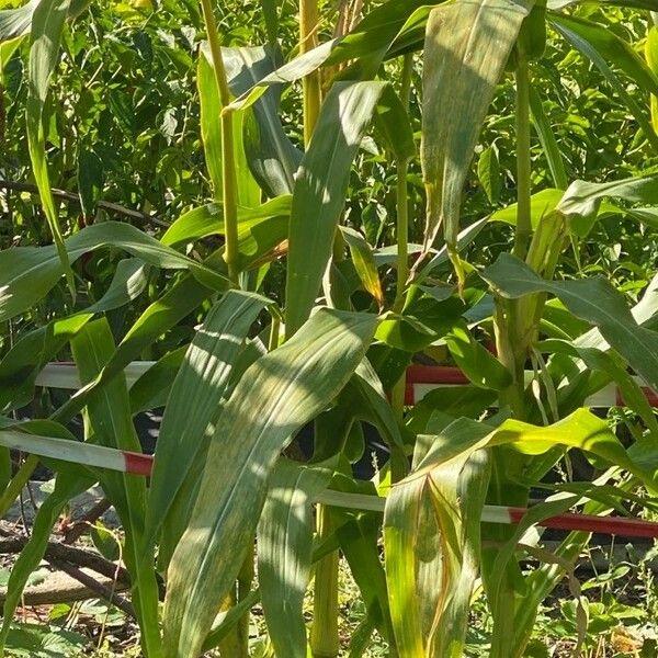 Zea mays Leaf