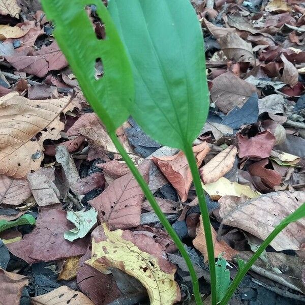 Echinodorus paniculatus Leaf
