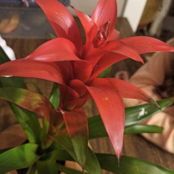 Guzmania monostachia Kwiat