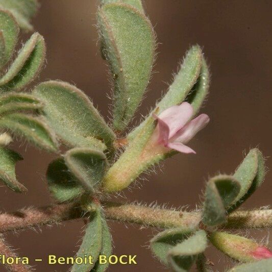 Lotus glinoides Other