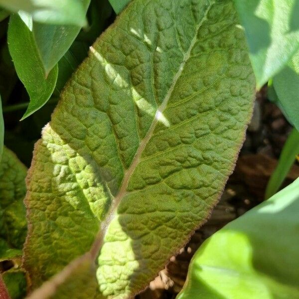 Primula × polyantha Leaf