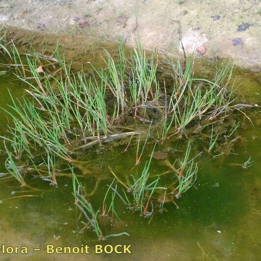 Juncus heterophyllus Plante entière