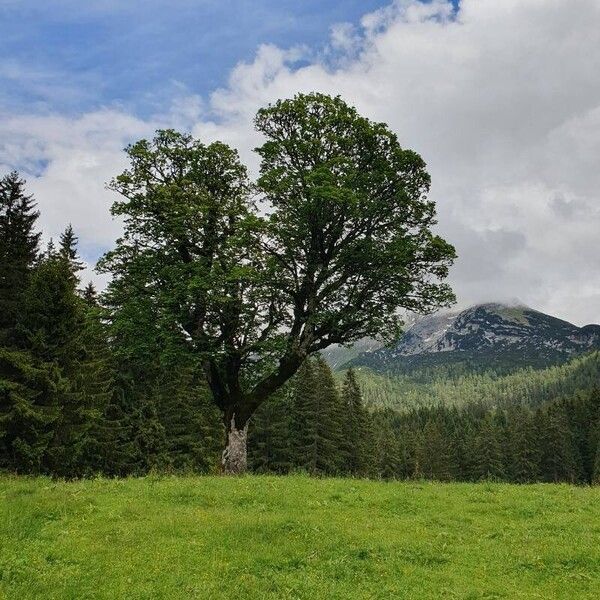 Acer pseudoplatanus Vekstform