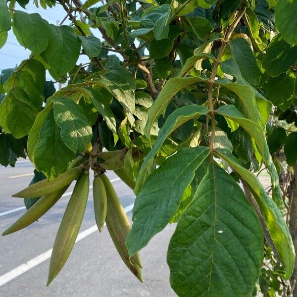 Spathodea campanulata Leaf