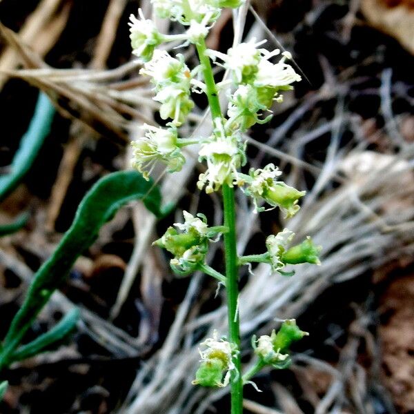 Reseda phyteuma Blomst