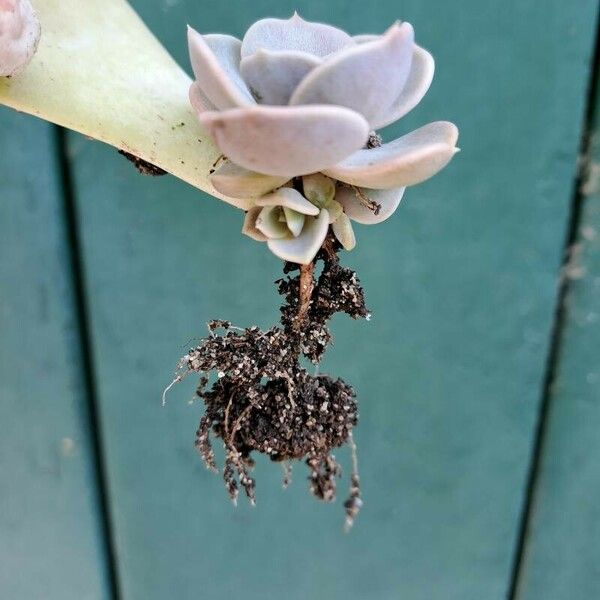 Echeveria laui Levél