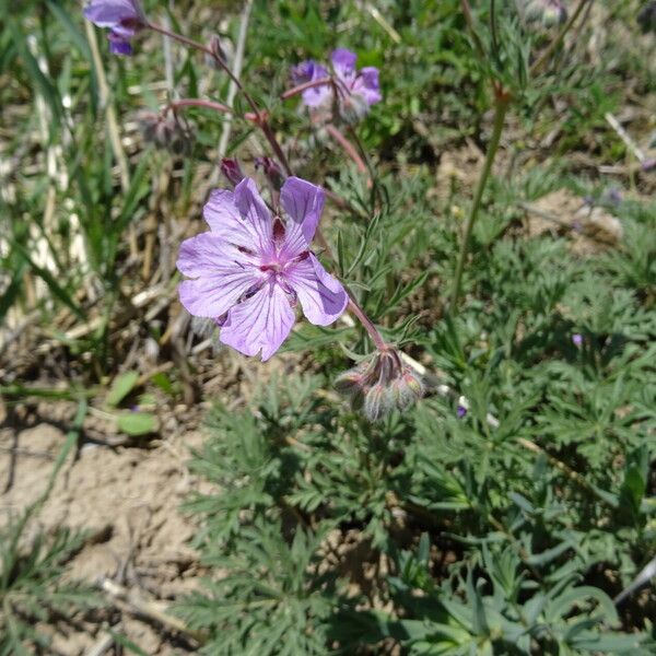 Geranium tuberosum Flower