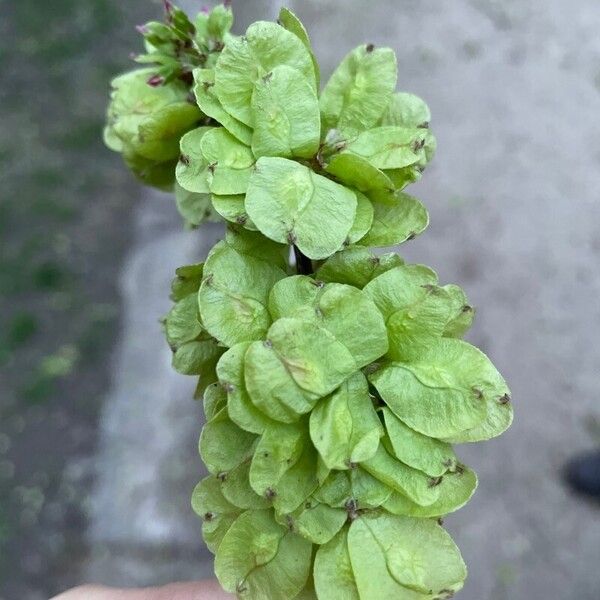 Ulmus glabra Folha