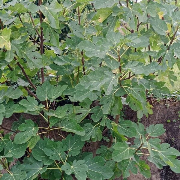 Ficus carica Buveinė