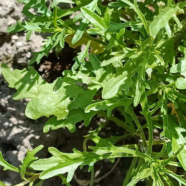 Iberis amara Leaf