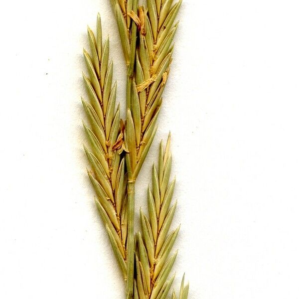 Elymus repens Owoc