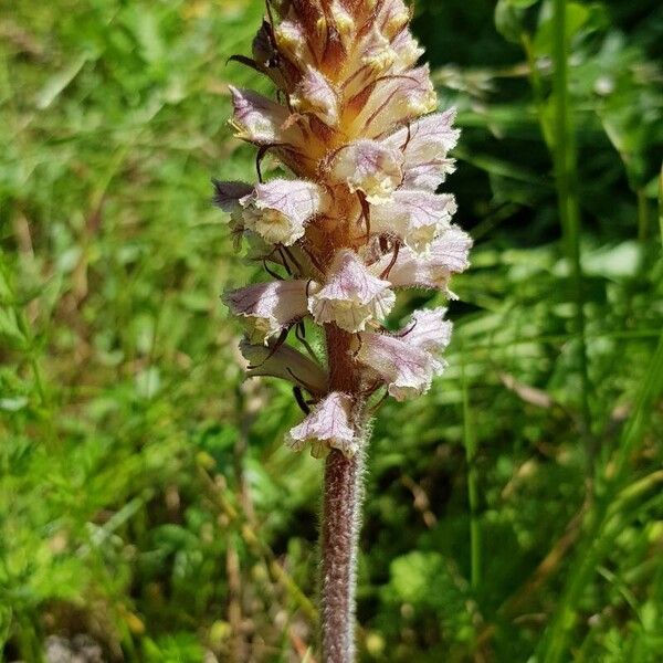 Orobanche picridis Flor