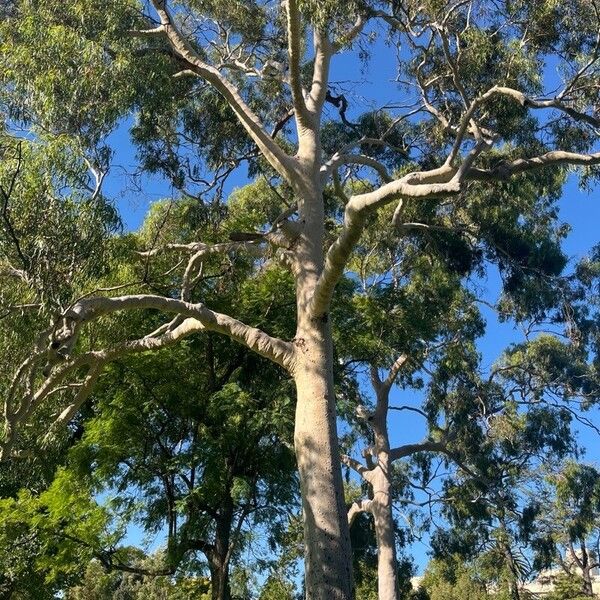 Corymbia citriodora Yaprak