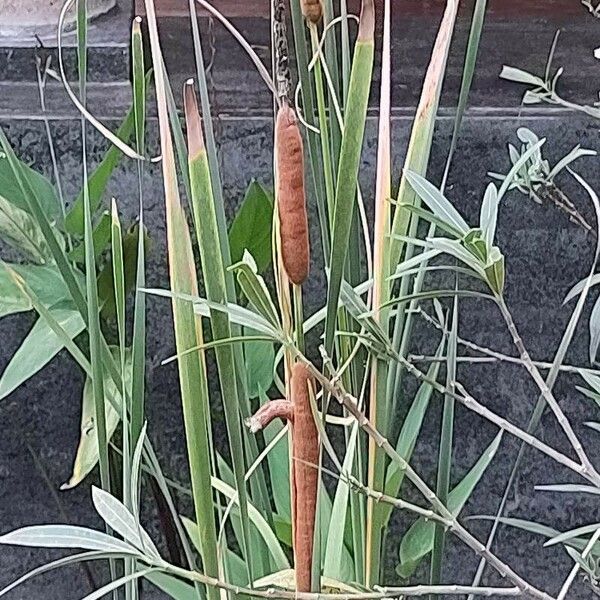 Typha angustifolia 果