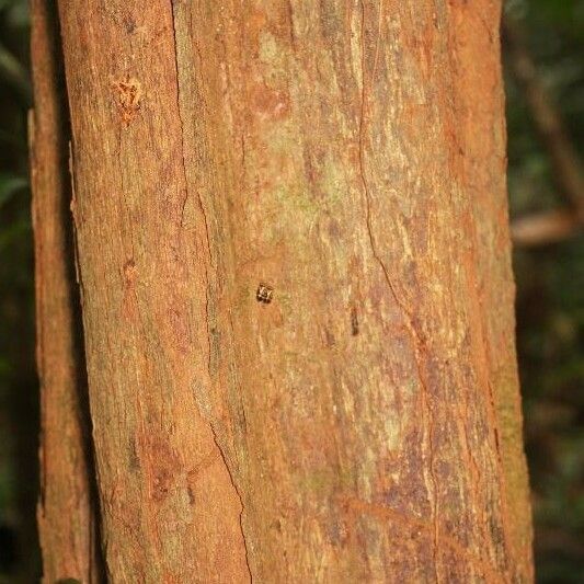 Iryanthera sagotiana Bark