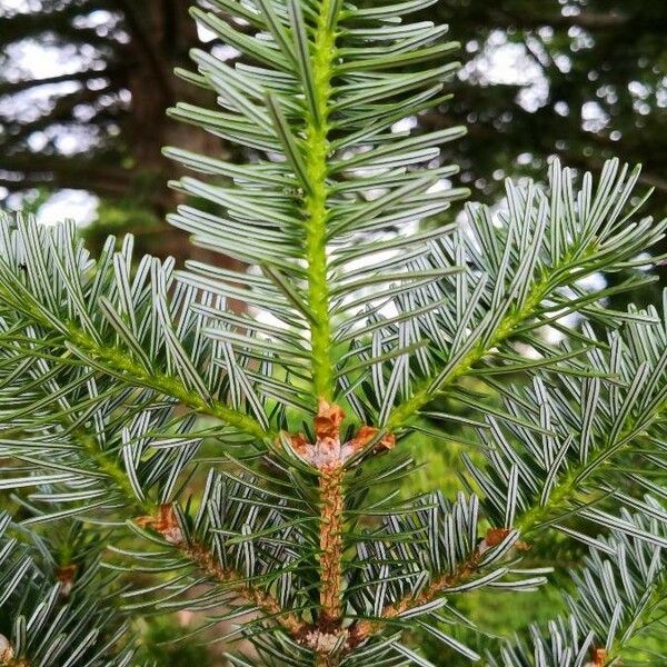 Abies homolepis Лист