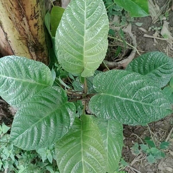 Dorstenia elata Leaf