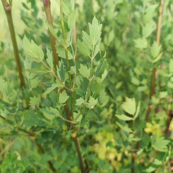 Thalictrum minus Leaf