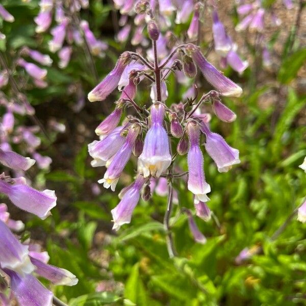 Penstemon gracilis Кветка