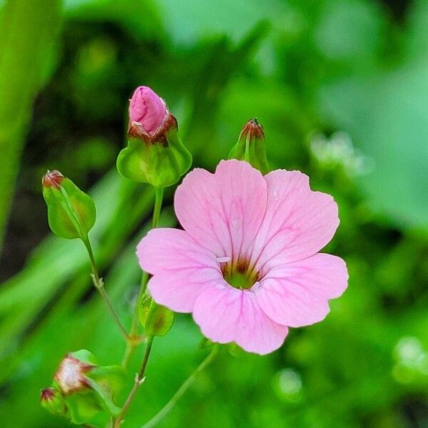 Gypsophila vaccaria Квітка