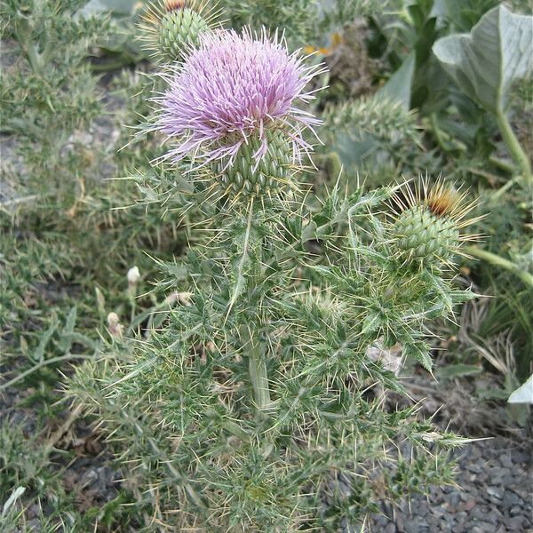 Cirsium ochrocentrum Кветка