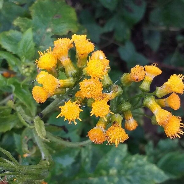 Senecio lyratus Lorea