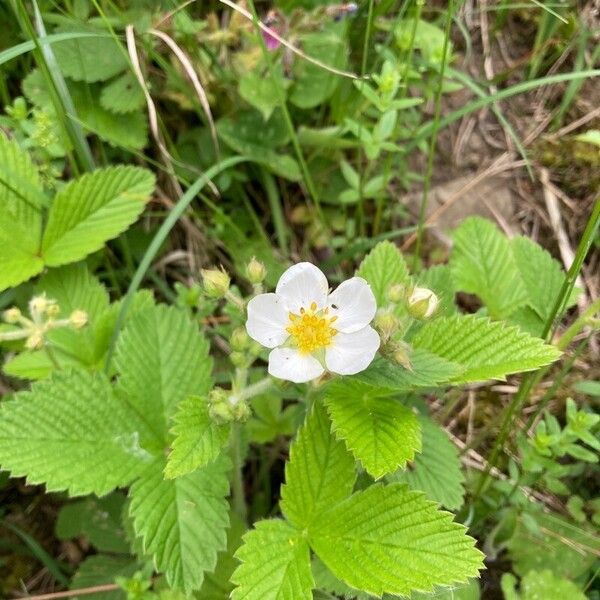 Fragaria viridis ফুল