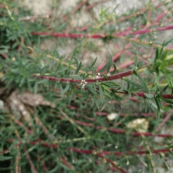 Bassia prostrata Liść