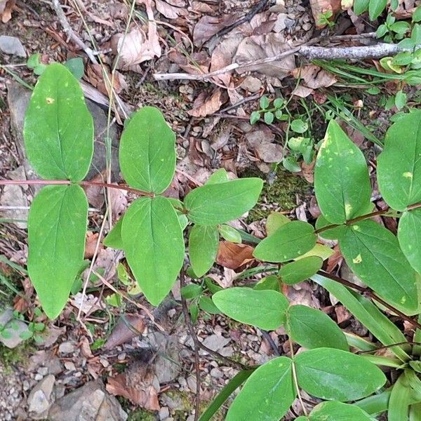 Hypericum androsaemum Leaf