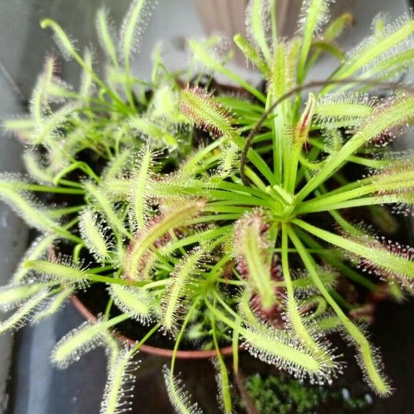 Drosera capensis 葉