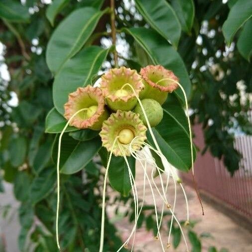 Duabanga grandiflora Flower