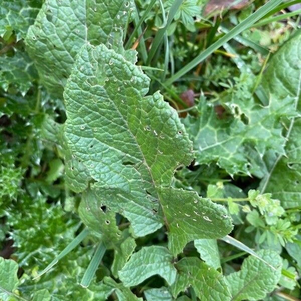 Brassica juncea 葉