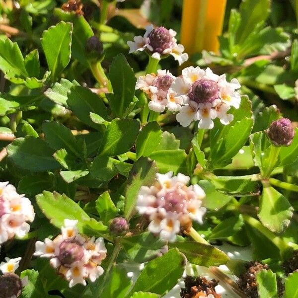 Phyla nodiflora Kvet