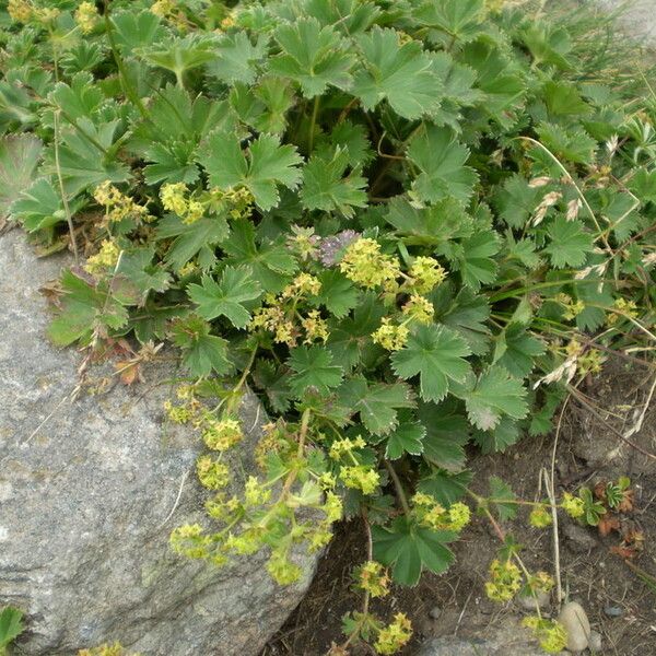 Alchemilla vetteri موطن