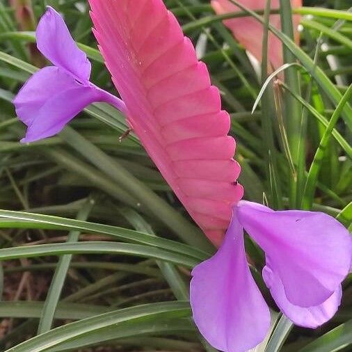 Tillandsia guatemalensis Кветка