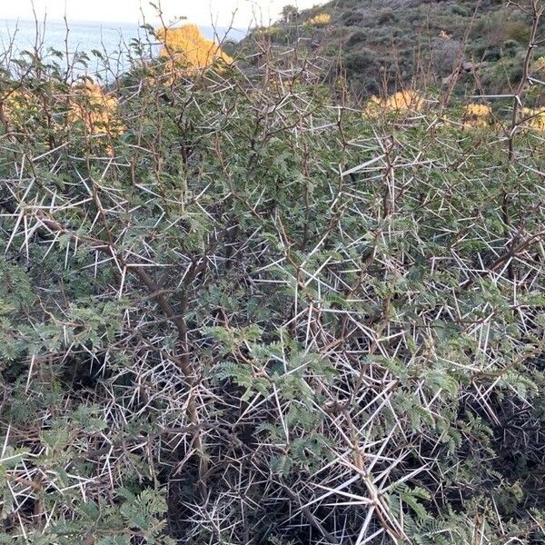 Acacia karroo موطن