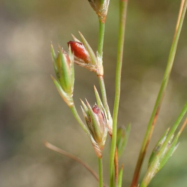 Juncus bufonius Plod