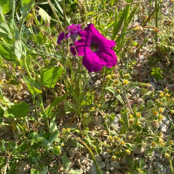 Petunia integrifolia Feuille